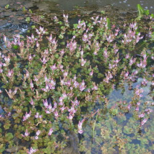 Rotala rotundifolia