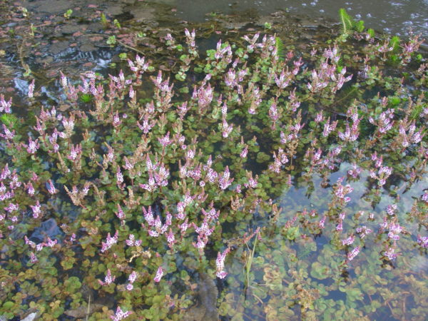 Rotala rotundifolia