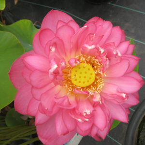 Nelumbo nucifera 'Rosea Plena'