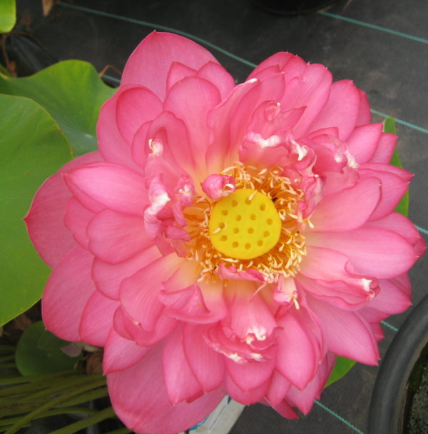 Nelumbo nucifera 'Rosea Plena'