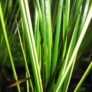 Baumea rubiginosa (Variegated)