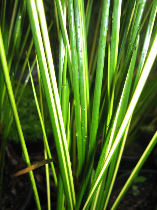 Baumea rubiginosa (Variegated)
