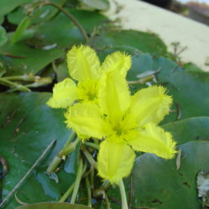 Nymphoides spinulosperma