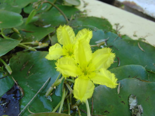 Nymphoides spinulosperma