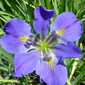 'Sinfonietta'