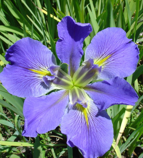 'Sinfonietta'