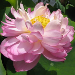 Nelumbo nucifera 'Strawberry Cream'