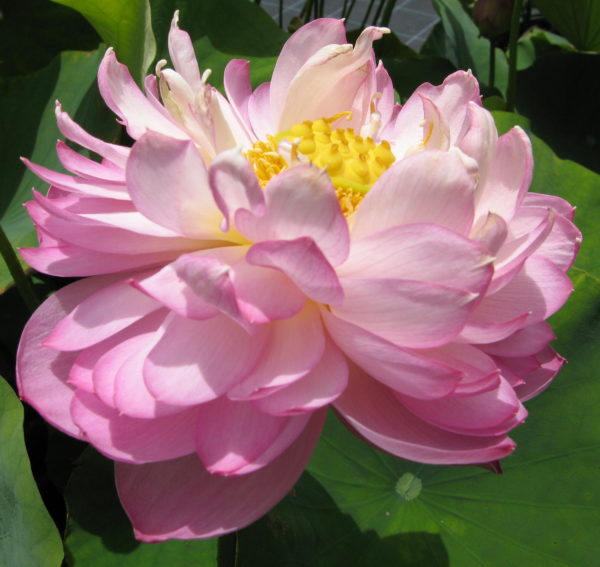 Nelumbo nucifera 'Strawberry Cream'