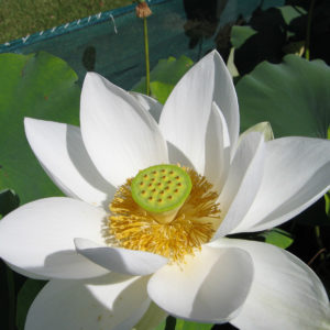 Nelumbo nucifera 'Super White'