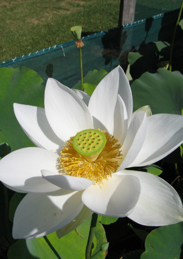 Nelumbo nucifera 'Super White'