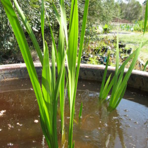 Acorus calamus