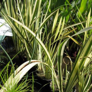Acorus calamus 'variegatus'