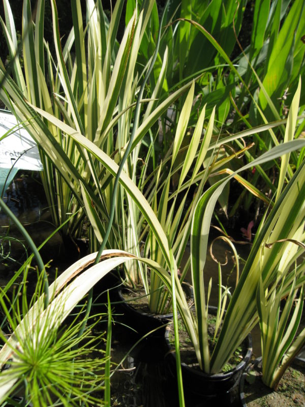 Acorus calamus 'variegatus'