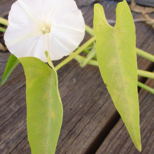 Ipomoea aquatica