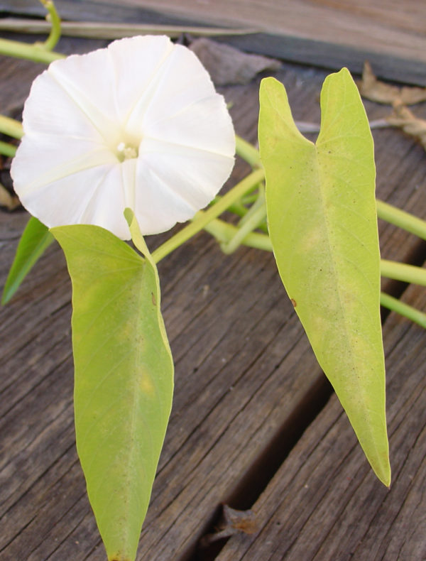 Ipomoea aquatica
