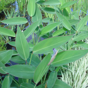 Thalia dealbata (dwarf form)