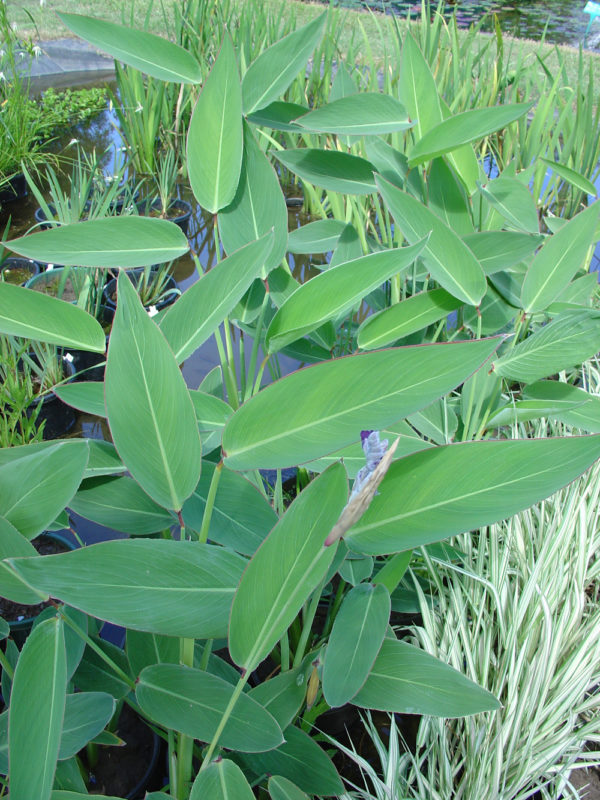 Thalia dealbata (dwarf form)