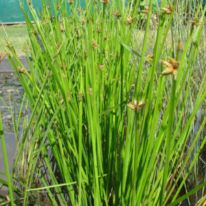Schoenoplectus mucronatus