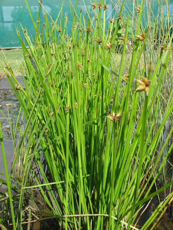 Schoenoplectus mucronatus