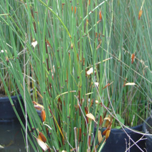 Chondropetalum tectorum