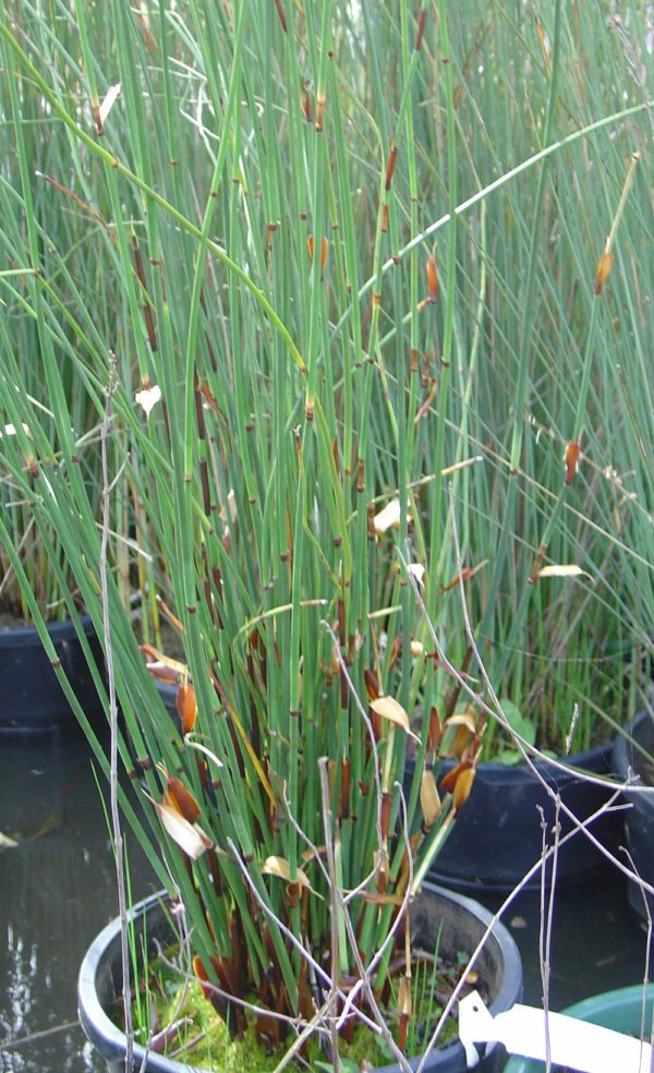 Chondropetalum tectorum