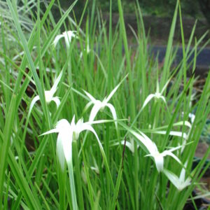Dichromena colorata