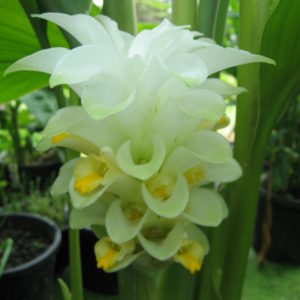 Curcuma domestica