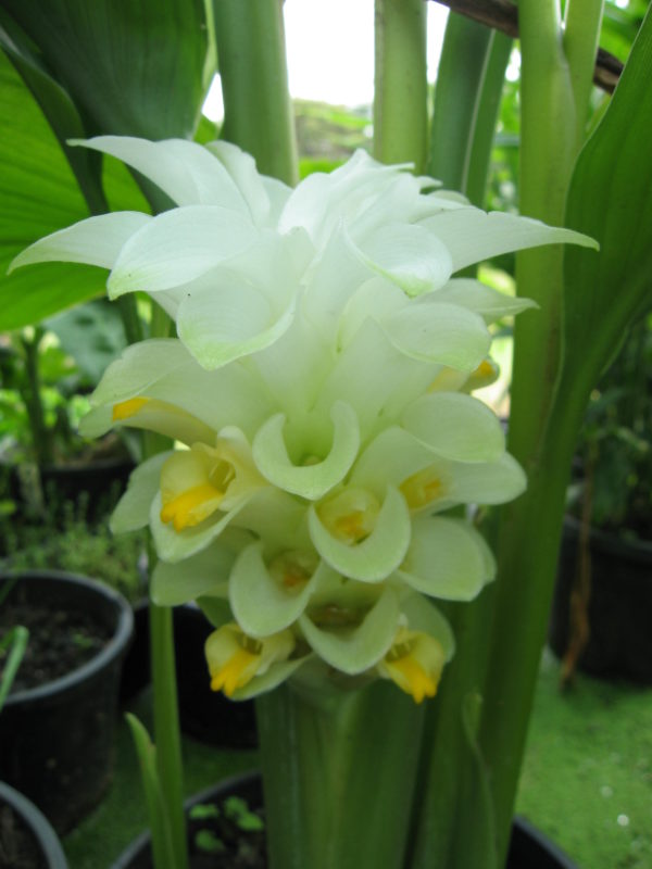Curcuma domestica