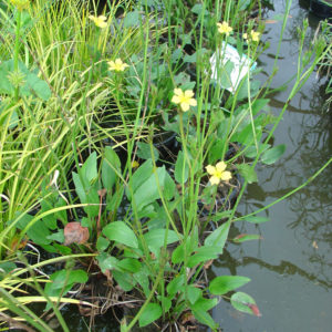 Villarsia exaltata