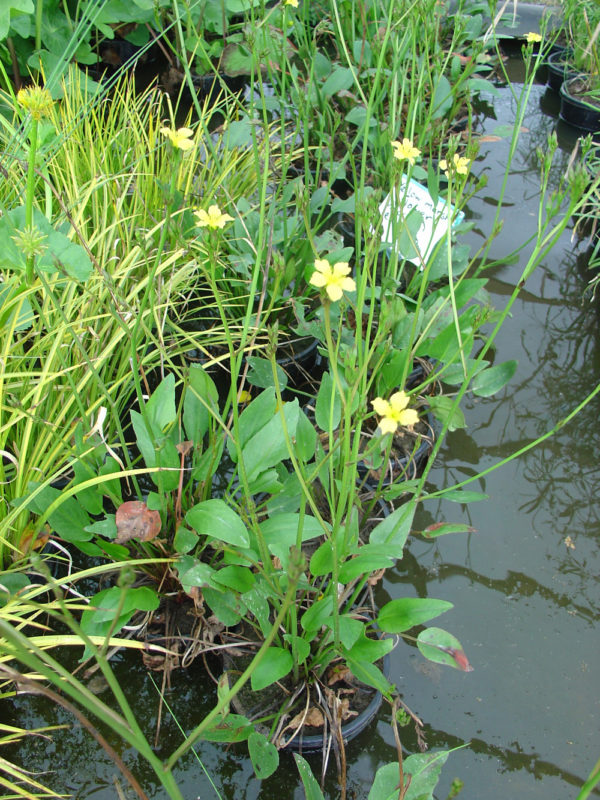 Villarsia exaltata