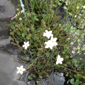 Ornduffia Albiflora syn.Villarsia albiflora