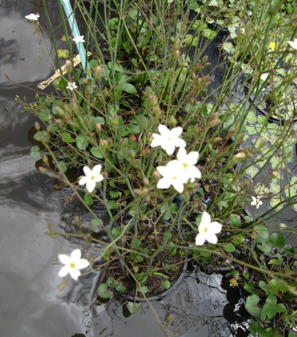 Ornduffia Albiflora syn.Villarsia albiflora