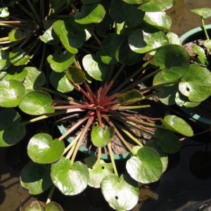 Villarsia reniformis
