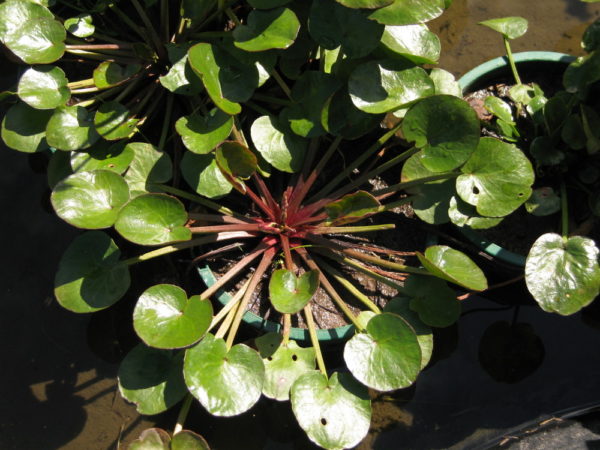 Villarsia reniformis