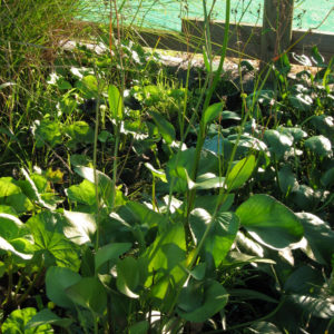 Villarsia umbricola
