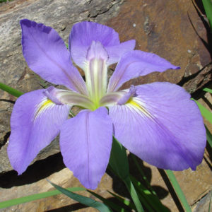 'Violet'