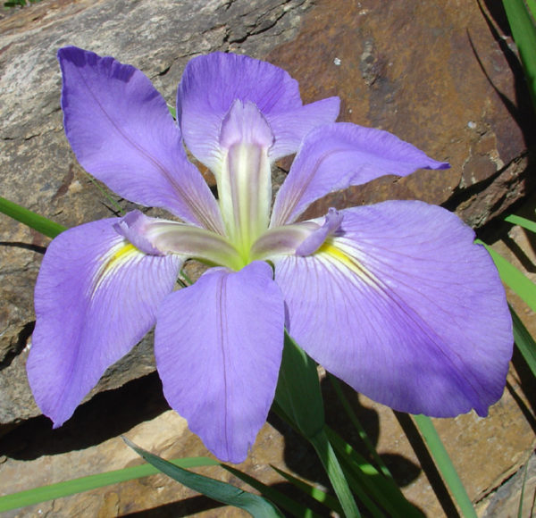 'Violet'