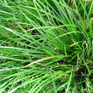 Acorus gramineus pusillus