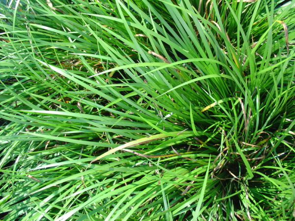 Acorus gramineus pusillus