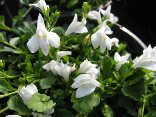 Mazus pumilo (white)