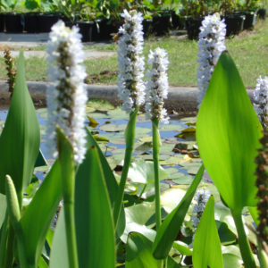 Pontederia cordata (white)