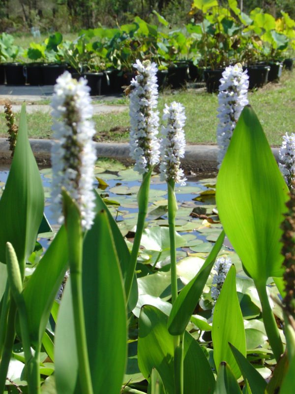 Pontederia cordata (white)
