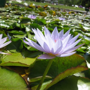 Nymphaea 'Misty Blue'