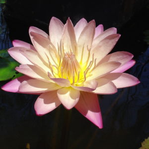 Nymphaea 'Albert Greenburg'