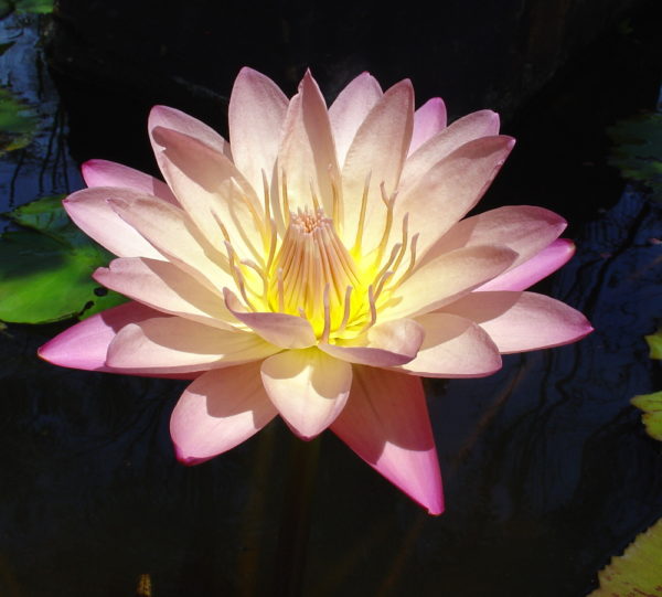Nymphaea 'Albert Greenburg'