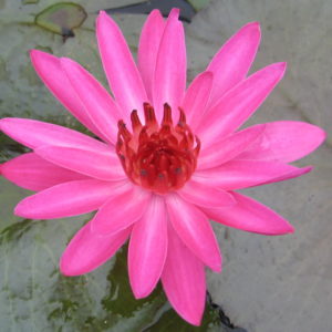 Nymphaea 'Antares'