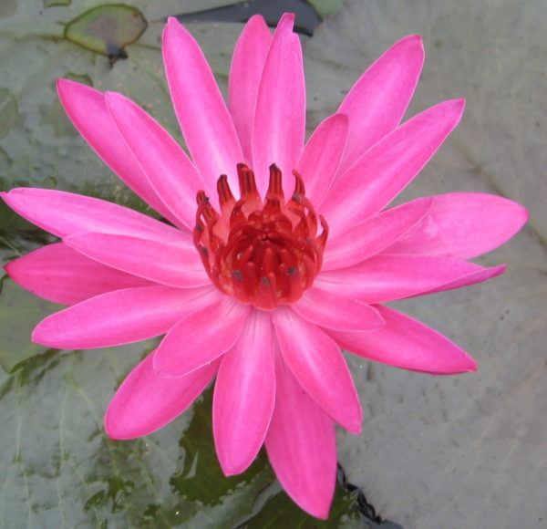 Nymphaea 'Antares'