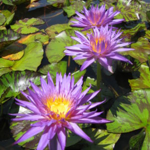 Nymphaea 'Blue Aster'