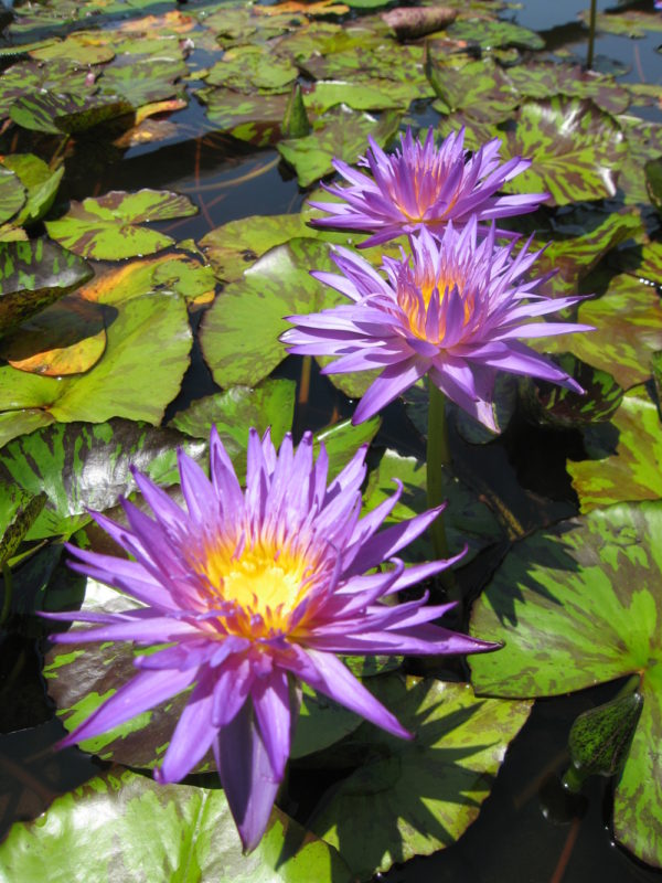 Nymphaea 'Blue Aster'