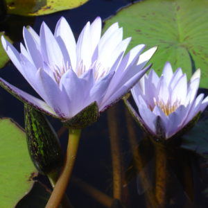 Nymphaea 'Blue Beauty'